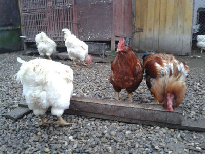 ; Negru Arămiu I = 4,815 kg.
Alb Zdupeș I = 4,375 kg.
Alb Înalt I = 4,100 kg.
Alb Zvelt I = 4,015 kg.
Vișiniul I = 3,765 kg.
(cântăriți – marți, ‎12 ‎decembrie ‎2023 | fotografiați – miercuri, ‎13 ‎dece
