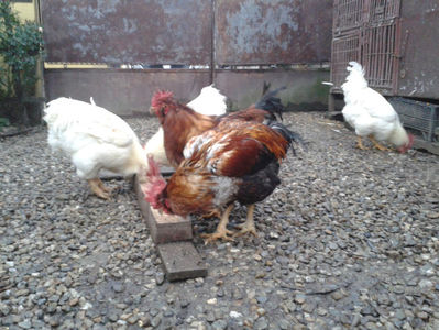 ; Negru Arămiu I = 4,815 kg.
Alb Zdupeș I = 4,375 kg.
Alb Înalt I = 4,100 kg.
Alb Zvelt I = 4,015 kg.
Vișiniul I = 3,765 kg.
(cântăriți – marți, ‎12 ‎decembrie ‎2023 | fotografiați – miercuri, ‎13 ‎dece

