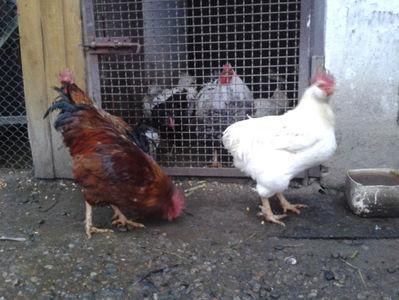 ; Negru Arămiu I = 4,815 kg.
Alb Zdupeș I = 4,375 kg.
Alb Înalt I = 4,100 kg.
Alb Zvelt I = 4,015 kg.
Vișiniul I = 3,765 kg.
(cântăriți – marți, ‎12 ‎decembrie ‎2023 | fotografiați – miercuri, ‎13 ‎dece
