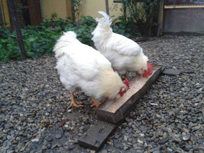 ; Negru Arămiu I = 4,815 kg.
Alb Zdupeș I = 4,375 kg.
Alb Înalt I = 4,100 kg.
Alb Zvelt I = 4,015 kg.
Vișiniul I = 3,765 kg.
(cântăriți – marți, ‎12 ‎decembrie ‎2023 | fotografiați – miercuri, ‎13 ‎dece
