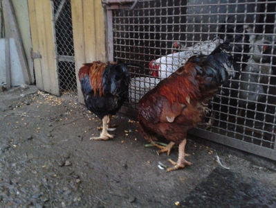 ; Negru Arămiu I = 4,815 kg.
Alb Zdupeș I = 4,375 kg.
Alb Înalt I = 4,100 kg.
Alb Zvelt I = 4,015 kg.
Vișiniul I = 3,765 kg.
(cântăriți – marți, ‎12 ‎decembrie ‎2023 | fotografiați – miercuri, ‎13 ‎dece

