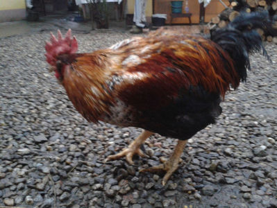 ; Negru Arămiu I = 4,815 kg.
Alb Zdupeș I = 4,375 kg.
Alb Înalt I = 4,100 kg.
Alb Zvelt I = 4,015 kg.
Vișiniul I = 3,765 kg.
(cântăriți – marți, ‎12 ‎decembrie ‎2023 | fotografiați – miercuri, ‎13 ‎dece
