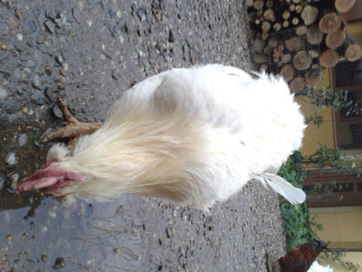 ; Negru Arămiu I = 4,815 kg.
Alb Zdupeș I = 4,375 kg.
Alb Înalt I = 4,100 kg.
Alb Zvelt I = 4,015 kg.
Vișiniul I = 3,765 kg.
(cântăriți – marți, ‎12 ‎decembrie ‎2023 | fotografiați – miercuri, ‎13 ‎dece
