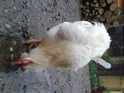 ; Negru Arămiu I = 4,815 kg.
Alb Zdupeș I = 4,375 kg.
Alb Înalt I = 4,100 kg.
Alb Zvelt I = 4,015 kg.
Vișiniul I = 3,765 kg.
(cântăriți – marți, ‎12 ‎decembrie ‎2023 | fotografiați – miercuri, ‎13 ‎dece

