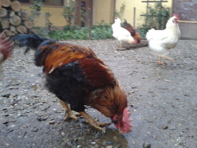 ; Negru Arămiu I = 4,815 kg.
Alb Zdupeș I = 4,375 kg.
Alb Înalt I = 4,100 kg.
Alb Zvelt I = 4,015 kg.
Vișiniul I = 3,765 kg.
(cântăriți – marți, ‎12 ‎decembrie ‎2023 | fotografiați – miercuri, ‎13 ‎dece
