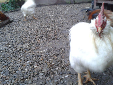 ; Negru Arămiu I = 4,815 kg.
Alb Zdupeș I = 4,375 kg.
Alb Înalt I = 4,100 kg.
Alb Zvelt I = 4,015 kg.
Vișiniul I = 3,765 kg.
(cântăriți – marți, ‎12 ‎decembrie ‎2023 | fotografiați – miercuri, ‎13 ‎dece
