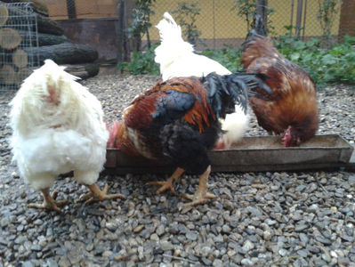 ; Negru Arămiu I = 4,815 kg.
Alb Zdupeș I = 4,375 kg.
Alb Înalt I = 4,100 kg.
Alb Zvelt I = 4,015 kg.
Vișiniul I = 3,765 kg.
(cântăriți – marți, ‎12 ‎decembrie ‎2023 | fotografiați – miercuri, ‎13 ‎dece
