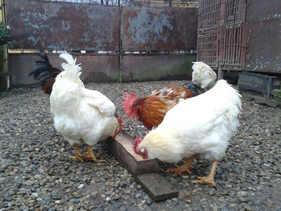 ; Negru Arămiu I = 4,815 kg.
Alb Zdupeș I = 4,375 kg.
Alb Înalt I = 4,100 kg.
Alb Zvelt I = 4,015 kg.
Vișiniul I = 3,765 kg.
(cântăriți – marți, ‎12 ‎decembrie ‎2023 | fotografiați – miercuri, ‎13 ‎dece
