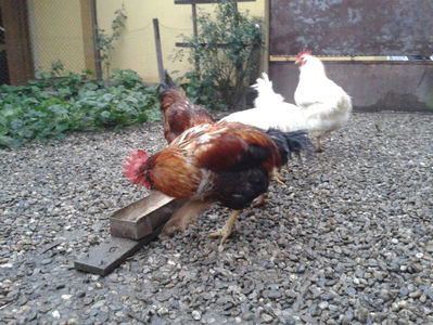 ; Negru Arămiu I = 4,815 kg.
Alb Zdupeș I = 4,375 kg.
Alb Înalt I = 4,100 kg.
Alb Zvelt I = 4,015 kg.
Vișiniul I = 3,765 kg.
(cântăriți – marți, ‎12 ‎decembrie ‎2023 | fotografiați – miercuri, ‎13 ‎dece
