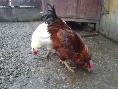 ; Negru Arămiu I = 4,815 kg.
Alb Zdupeș I = 4,375 kg.
Alb Înalt I = 4,100 kg.
Alb Zvelt I = 4,015 kg.
Vișiniul I = 3,765 kg.
(cântăriți – marți, ‎12 ‎decembrie ‎2023 | fotografiați – miercuri, ‎13 ‎dece
