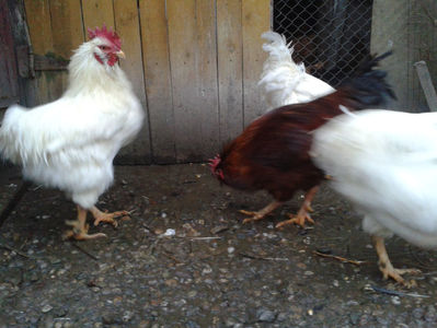 ; Negru Arămiu I = 4,815 kg.
Alb Zdupeș I = 4,375 kg.
Alb Înalt I = 4,100 kg.
Alb Zvelt I = 4,015 kg.
Vișiniul I = 3,765 kg.
(cântăriți – marți, ‎12 ‎decembrie ‎2023 | fotografiați – miercuri, ‎13 ‎dece

