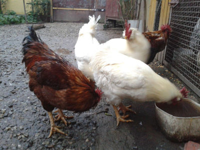 ; Negru Arămiu I = 4,815 kg.
Alb Zdupeș I = 4,375 kg.
Alb Înalt I = 4,100 kg.
Alb Zvelt I = 4,015 kg.
Vișiniul I = 3,765 kg.
(cântăriți – marți, ‎12 ‎decembrie ‎2023 | fotografiați – miercuri, ‎13 ‎dece
