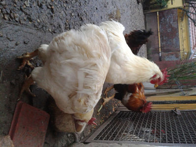 ; Negru Arămiu I = 4,815 kg.
Alb Zdupeș I = 4,375 kg.
Alb Înalt I = 4,100 kg.
Alb Zvelt I = 4,015 kg.
Vișiniul I = 3,765 kg.
(cântăriți – marți, ‎12 ‎decembrie ‎2023 | fotografiați – miercuri, ‎13 ‎dece
