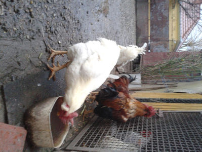 ; Negru Arămiu I = 4,815 kg.
Alb Zdupeș I = 4,375 kg.
Alb Înalt I = 4,100 kg.
Alb Zvelt I = 4,015 kg.
Vișiniul I = 3,765 kg.
(cântăriți – marți, ‎12 ‎decembrie ‎2023 | fotografiați – miercuri, ‎13 ‎dece
