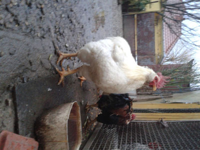 ; Negru Arămiu I = 4,815 kg.
Alb Zdupeș I = 4,375 kg.
Alb Înalt I = 4,100 kg.
Alb Zvelt I = 4,015 kg.
Vișiniul I = 3,765 kg.
(cântăriți – marți, ‎12 ‎decembrie ‎2023 | fotografiați – miercuri, ‎13 ‎dece
