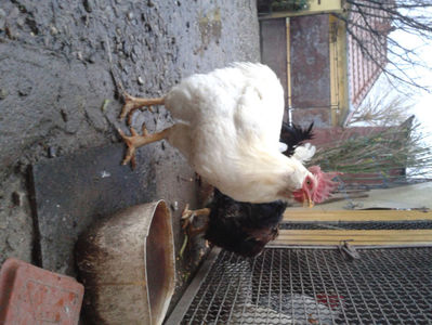 ; Negru Arămiu I = 4,815 kg.
Alb Zdupeș I = 4,375 kg.
Alb Înalt I = 4,100 kg.
Alb Zvelt I = 4,015 kg.
Vișiniul I = 3,765 kg.
(cântăriți – marți, ‎12 ‎decembrie ‎2023 | fotografiați – miercuri, ‎13 ‎dece
