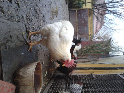; Negru Arămiu I = 4,815 kg.
Alb Zdupeș I = 4,375 kg.
Alb Înalt I = 4,100 kg.
Alb Zvelt I = 4,015 kg.
Vișiniul I = 3,765 kg.
(cântăriți – marți, ‎12 ‎decembrie ‎2023 | fotografiați – miercuri, ‎13 ‎dece
