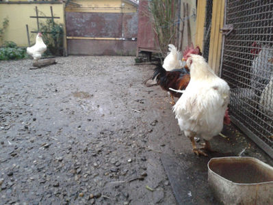 ; Negru Arămiu I = 4,815 kg.
Alb Zdupeș I = 4,375 kg.
Alb Înalt I = 4,100 kg.
Alb Zvelt I = 4,015 kg.
Vișiniul I = 3,765 kg.
(cântăriți – marți, ‎12 ‎decembrie ‎2023 | fotografiați – miercuri, ‎13 ‎dece
