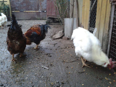 ; Negru Arămiu I = 4,815 kg.
Alb Zdupeș I = 4,375 kg.
Alb Înalt I = 4,100 kg.
Alb Zvelt I = 4,015 kg.
Vișiniul I = 3,765 kg.
(cântăriți – marți, ‎12 ‎decembrie ‎2023 | fotografiați – miercuri, ‎13 ‎dece

