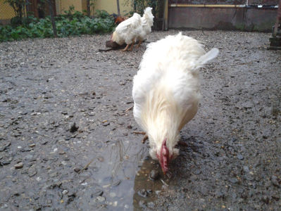 ; Negru Arămiu I = 4,815 kg.
Alb Zdupeș I = 4,375 kg.
Alb Înalt I = 4,100 kg.
Alb Zvelt I = 4,015 kg.
Vișiniul I = 3,765 kg.
(cântăriți – marți, ‎12 ‎decembrie ‎2023 | fotografiați – miercuri, ‎13 ‎dece
