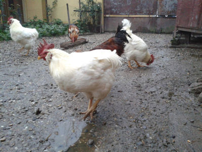 REFORMĂ Cocoși Rezervă Matcă SERIA I 2021 în Decembrie 2023 — [AMINTIRI]; Negru Arămiu I = 4,815 kg.
Alb Zdupeș I = 4,375 kg.
Alb Înalt I = 4,100 kg.
Alb Zvelt I = 4,015 kg.
Vișiniul I = 3,765 kg.
(cântăriți – marți, ‎12 ‎decembrie ‎2023 | fotografiați – miercuri, ‎13 ‎dece
