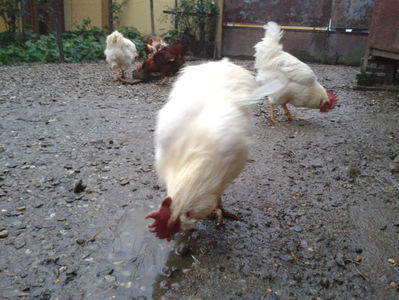 REFORMĂ Cocoși Rezervă Matcă SERIA I 2021 în Decembrie 2023 — [AMINTIRI]; Negru Arămiu I = 4,815 kg.
Alb Zdupeș I = 4,375 kg.
Alb Înalt I = 4,100 kg.
Alb Zvelt I = 4,015 kg.
Vișiniul I = 3,765 kg.
(cântăriți – marți, ‎12 ‎decembrie ‎2023 | fotografiați – miercuri, ‎13 ‎dece
