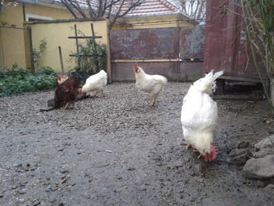 REFORMĂ Cocoși Rezervă Matcă SERIA I 2021 în Decembrie 2023 — [AMINTIRI]; Negru Arămiu I = 4,815 kg.
Alb Zdupeș I = 4,375 kg.
Alb Înalt I = 4,100 kg.
Alb Zvelt I = 4,015 kg.
Vișiniul I = 3,765 kg.
(cântăriți – marți, ‎12 ‎decembrie ‎2023 | fotografiați – miercuri, ‎13 ‎dece
