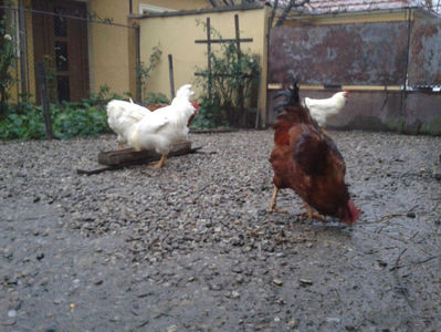 REFORMĂ Cocoși Rezervă Matcă SERIA I 2021 în Decembrie 2023 — [AMINTIRI]; Negru Arămiu I = 4,815 kg.
Alb Zdupeș I = 4,375 kg.
Alb Înalt I = 4,100 kg.
Alb Zvelt I = 4,015 kg.
Vișiniul I = 3,765 kg.
(cântăriți – marți, ‎12 ‎decembrie ‎2023 | fotografiați – miercuri, ‎13 ‎dece
