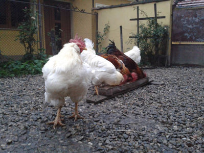 REFORMĂ Cocoși Rezervă Matcă SERIA I 2021 în Decembrie 2023 — [AMINTIRI]; Negru Arămiu I = 4,815 kg.
Alb Zdupeș I = 4,375 kg.
Alb Înalt I = 4,100 kg.
Alb Zvelt I = 4,015 kg.
Vișiniul I = 3,765 kg.
(cântăriți – marți, ‎12 ‎decembrie ‎2023 | fotografiați – miercuri, ‎13 ‎dece
