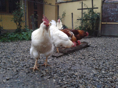 REFORMĂ Cocoși Rezervă Matcă SERIA I 2021 în Decembrie 2023 — [AMINTIRI]; Negru Arămiu I = 4,815 kg.
Alb Zdupeș I = 4,375 kg.
Alb Înalt I = 4,100 kg.
Alb Zvelt I = 4,015 kg.
Vișiniul I = 3,765 kg.
(cântăriți – marți, ‎12 ‎decembrie ‎2023 | fotografiați – miercuri, ‎13 ‎dece
