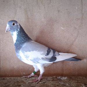 Femela 14-045....-10 lei