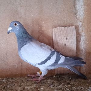 Femela 19-472....-10 lei