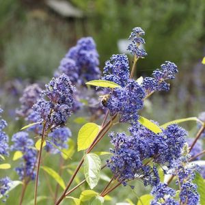 Ceanothus-delilianus-Henri-Defosse