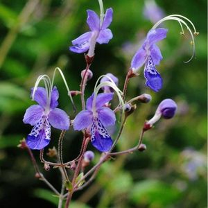 caryopteris-divaricata