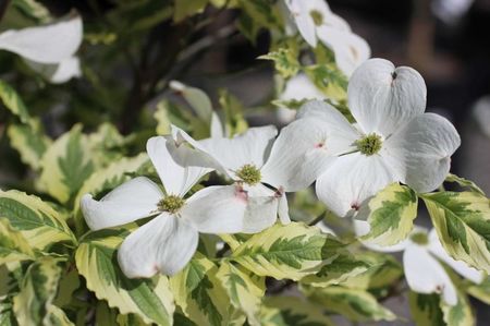 cornus daybreack