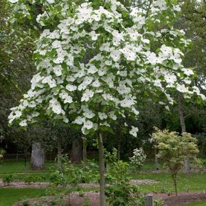 cornus nuttallii eddie's white wonder