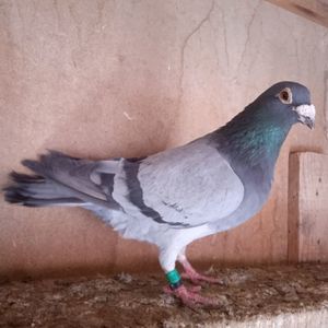M 18-149....-10 Lei(Popescu Gheorghe-Vulcana)