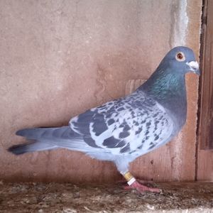 Femela 19-597....-10 lei