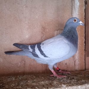 Mascul 22-994
