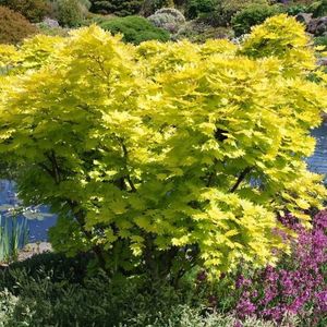 Acer-shirasawanum-Aureum