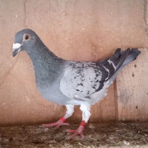 Mascul 22-680