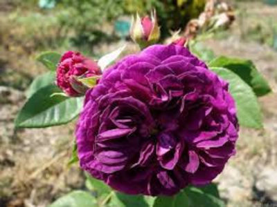 Purple Lodge (tufa); Parfum puternic. Inflorire repetata tot sezonul. Inaltime 80-100 cm
