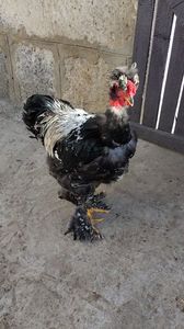 VID_20240210_103054_exported_12595