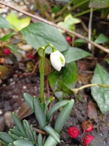 Galanthus nivalis Flore Pleno