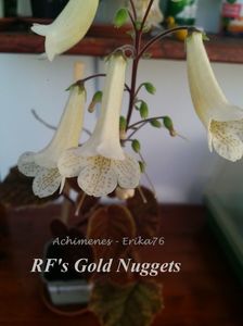 RF's Gold Nuggets 25 lei