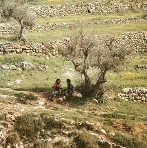 Palestine 1979; under the olive tree
