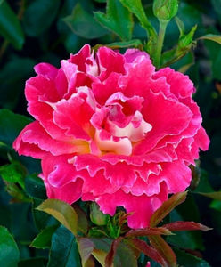 Pink Lady Rufless (tufa); Parfum mediu. Inflorire repetata tot sezonul. Inaltime 60 - 80 cm.
