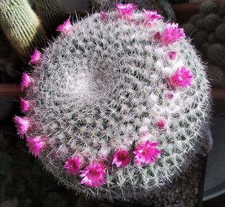 Mammillaria hahniana