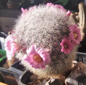 mammillaria laui dasyacantha