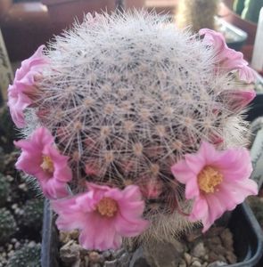 mammillaria laui dasyacantha